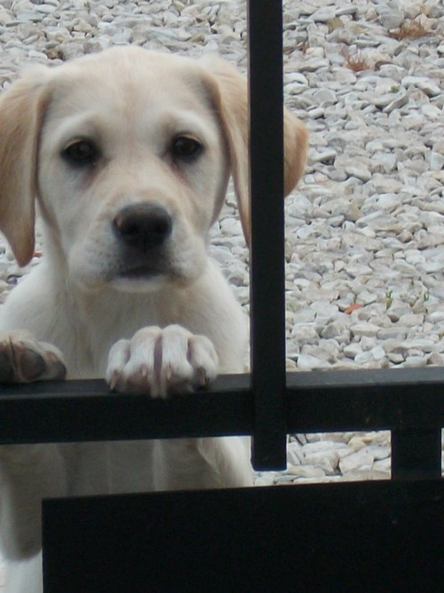 Labrador